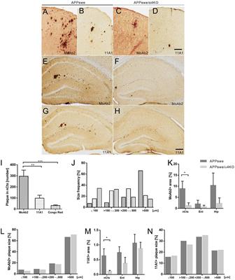 Evidence for a protective effect of the loss of α4-containing nicotinic acetylcholine receptors on Aβ-related neuropathology in Tg2576 mice